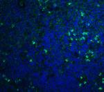 S1P1 Antibody in Immunohistochemistry (IHC)