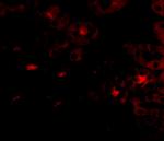 OTUD5 Antibody in Immunocytochemistry (ICC/IF)