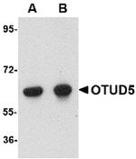 OTUD5 Antibody in Western Blot (WB)