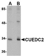 CUEDC2 Antibody in Western Blot (WB)