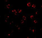 RNAse H2A Antibody in Immunocytochemistry (ICC/IF)