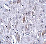 IL-16 Antibody in Immunohistochemistry (Paraffin) (IHC (P))