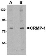 CRMP1 Antibody in Western Blot (WB)