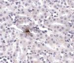 ZIP11 Antibody in Immunohistochemistry (IHC)