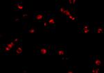 PDCD5 Antibody in Immunocytochemistry (ICC/IF)