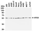 ATG5 Antibody in Western Blot (WB)