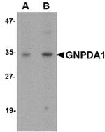 GNPDA1 Antibody in Western Blot (WB)