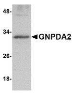 GNPDA2 Antibody in Western Blot (WB)