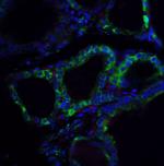 RSPO1 Antibody in Immunocytochemistry (ICC/IF)