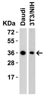 RSPO1 Antibody in Western Blot (WB)