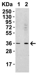 RSPO1 Antibody in Western Blot (WB)