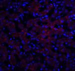 Occludin Antibody in Immunohistochemistry (IHC)