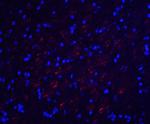 Occludin Antibody in Immunohistochemistry (IHC)