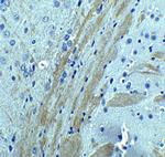 Occludin Antibody in Immunohistochemistry (IHC)