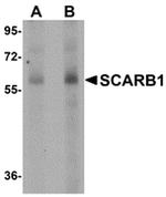 SR-BI Antibody in Western Blot (WB)