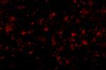 MC4R Antibody in Immunocytochemistry (ICC/IF)