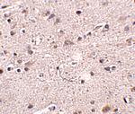 MC4R Antibody in Immunohistochemistry (IHC)