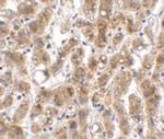 THEM2 Antibody in Immunohistochemistry (IHC)