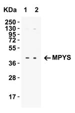 STING Antibody in Western Blot (WB)