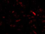 GALNT10 Antibody in Immunocytochemistry (ICC/IF)