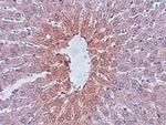 JMJD1C Antibody in Immunohistochemistry (IHC)