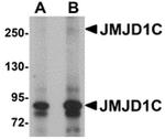 JMJD1C Antibody in Western Blot (WB)