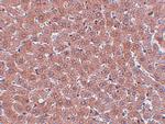 JMJD2A Antibody in Immunohistochemistry (IHC)