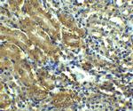 AGTR1 Antibody in Immunohistochemistry (IHC)