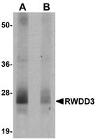 RWDD3 Antibody in Western Blot (WB)