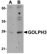 GOLPH3 Antibody in Western Blot (WB)