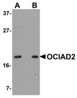 OCIAD2 Antibody in Western Blot (WB)