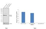 SQSTM1 Antibody in Western Blot (WB)