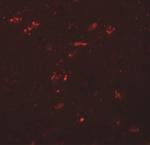 ZNF536 Antibody in Immunohistochemistry (IHC)