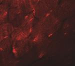 TMEM38A Antibody in Immunohistochemistry (IHC)