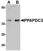 PPAPDC3 Antibody in Western Blot (WB)