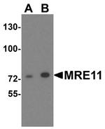 MRE11 Antibody in Western Blot (WB)