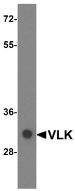 VLK Antibody in Western Blot (WB)