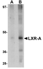 LXR alpha Antibody in Western Blot (WB)