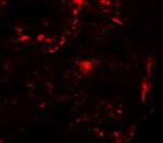 REEP2 Antibody in Immunohistochemistry (IHC)