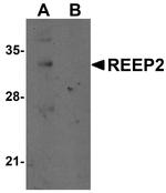 REEP2 Antibody in Western Blot (WB)