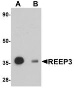 REEP3 Antibody in Western Blot (WB)