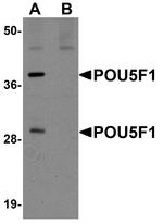 OCT4 Antibody in Western Blot (WB)