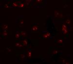 CHORDC1 Antibody in Immunocytochemistry (ICC/IF)