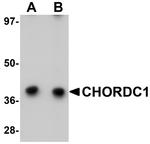 CHORDC1 Antibody in Western Blot (WB)