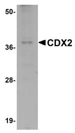 CDX2 Antibody in Western Blot (WB)