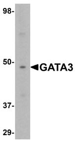 GATA3 Antibody in Western Blot (WB)