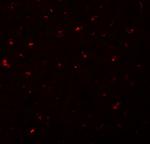 CALHM1 Antibody in Immunocytochemistry (ICC/IF)