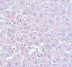 CALHM1 Antibody in Immunohistochemistry (IHC)