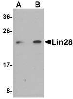 LIN28A Antibody in Western Blot (WB)