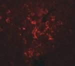 LZTR2 Antibody in Immunohistochemistry (IHC)